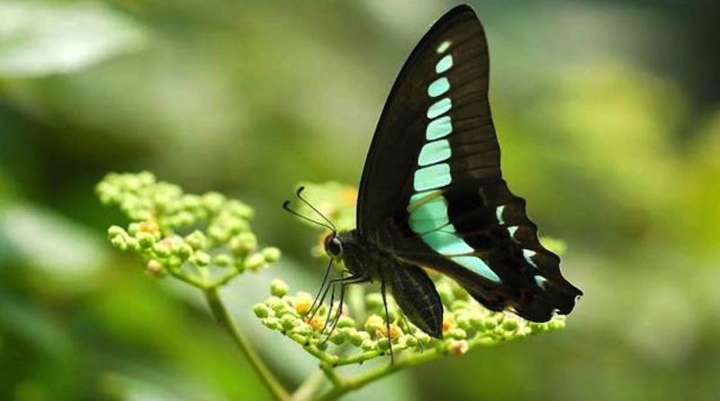 Common bluebottle